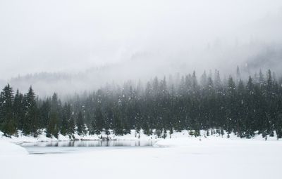 A snowy landscape with a variety of evergreen trees behind a small lake.